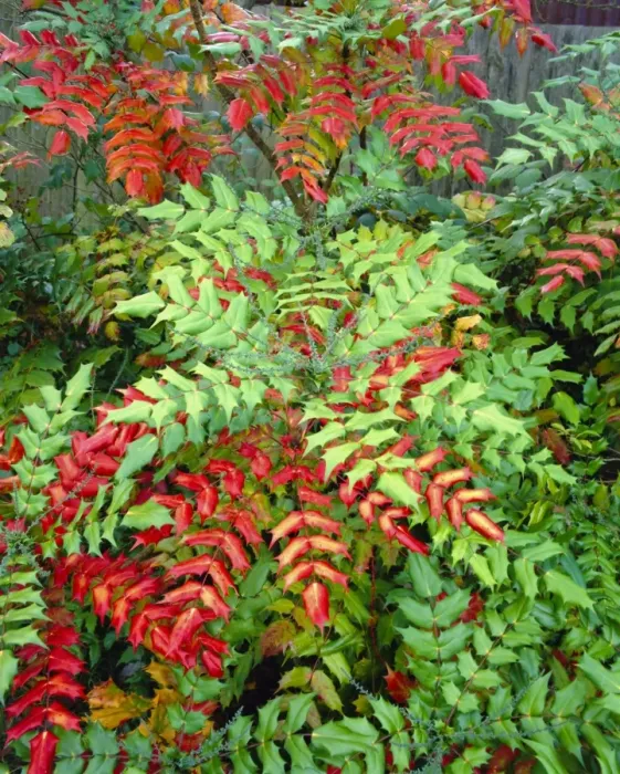 Framed Print : Mahonia Japonica, Autumn foliage Framed Print : Mahonia Japonica, Autumn foliage