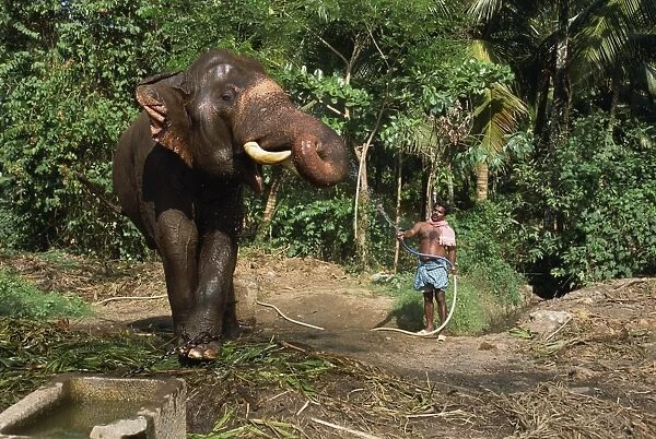 A mahoot with a single elephant