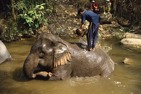 Mahout washing elephant
