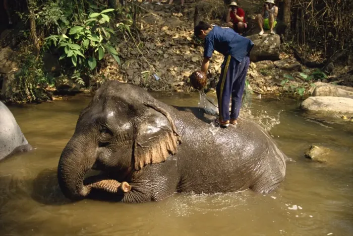 Framed Print : Mahout washing elephant Framed Print : Mahout washing elephant