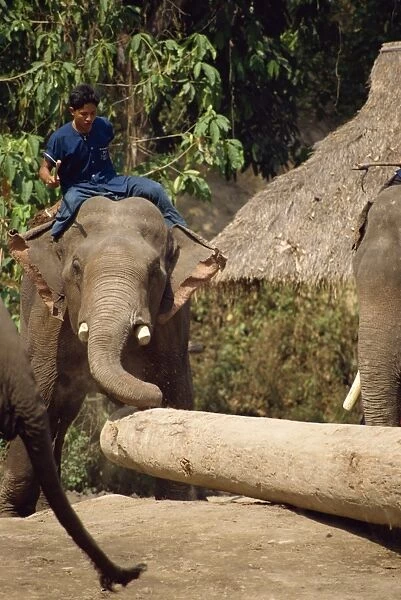 Mahout and working elephant