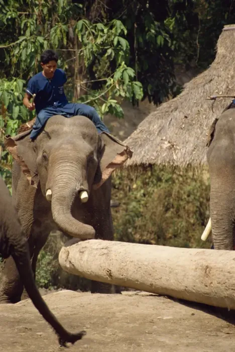 Framed Print : Mahout and working elephant