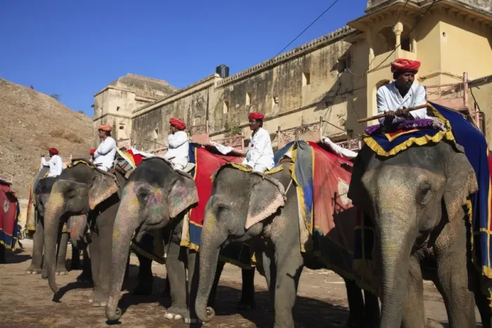 Framed Print : Mahouts and elephants, Amber Fort Palace, Jaipur, Rajasthan, India, Asia Framed Print : Mahouts and elephants, Amber Fort Palace, Jaipur, Rajasthan, India, Asia