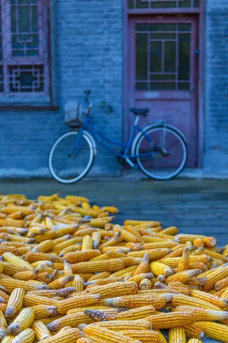 Framed Print : Maize (corn) drying, Gubeikou, Miyun County, Beijing Municipality, China, Asia
