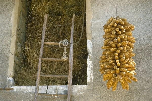 Maize drying outside farm, Rhone Alpes, France, Europe