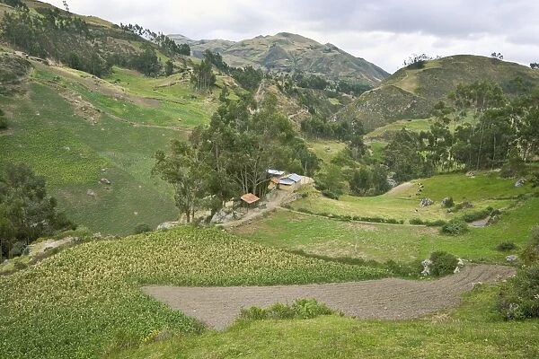 Maize fields and farm of indigenous Canari people near Inca ruins, at elevation of 3230m