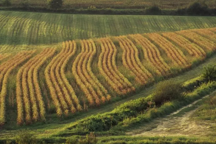Framed Print : Maize fields near Geaune, Landes, Aquitaine, France, Europe Framed Print : Maize fields near Geaune, Landes, Aquitaine, France, Europe