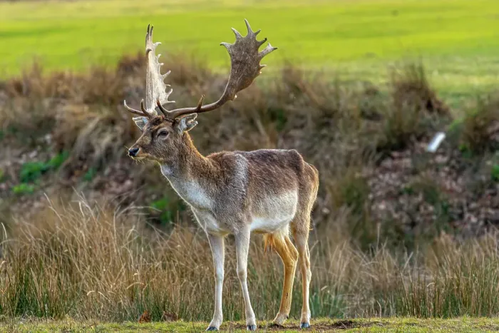 Framed Print : Majestic fallow deer with large antlers standing in a grassy field, wildlife in natural habitat, Surrey, England, United Kingdom, Europe Framed Print : Majestic fallow deer with large antlers standing in a grassy field, wildlife in natural habitat, Surrey, England, United Kingdom, Europe