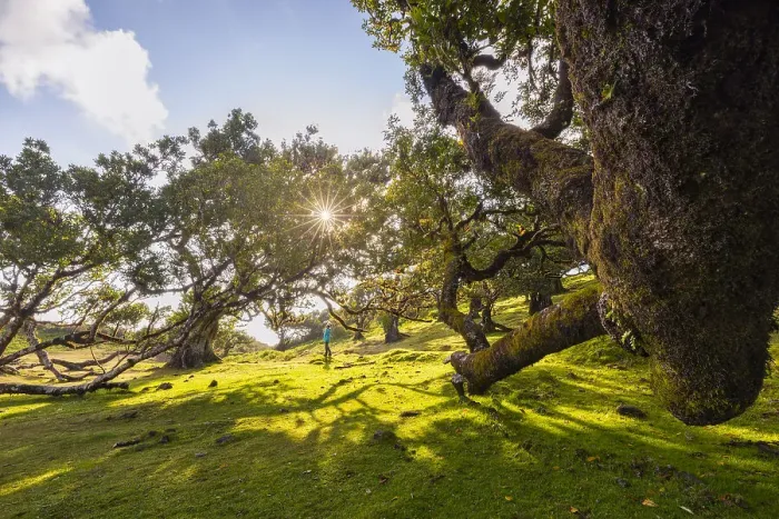 Framed Print : The majestic Fanal Forest on a spring day with a laurisilva trees and a person at sunset, Porto Moniz, Madeira, Portugal, Atlantic, Europe Framed Print : The majestic Fanal Forest on a spring day with a laurisilva trees and a person at sunset, Porto Moniz, Madeira, Portugal, Atlantic, Europe