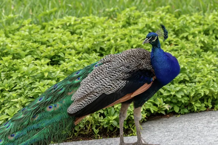 Framed Print : Majestic peacock displaying vibrant blue and green plumage, with a blurred green background at Kew Gardens, London, England, United Kingdom, Europe Framed Print : Majestic peacock displaying vibrant blue and green plumage, with a blurred green background at Kew Gardens, London, England, United Kingdom, Europe