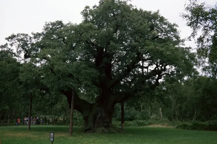 Framed Print : The Major Oak, Sherwood Forest, Nottinghamshire, England, United Kingdom, Europe Framed Print : The Major Oak, Sherwood Forest, Nottinghamshire, England, United Kingdom, Europe