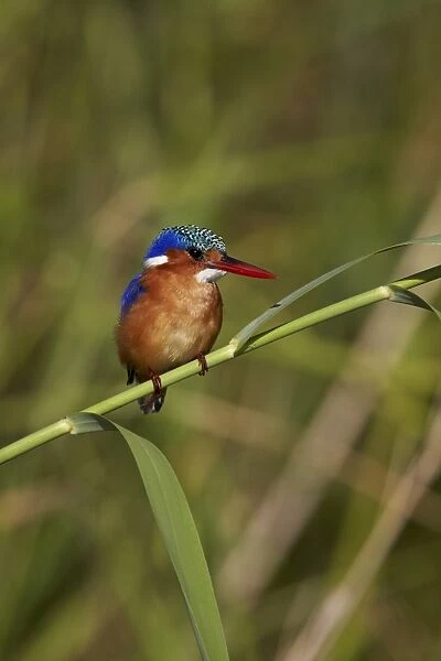 Malachite kingfisher (Alcedo cristata), Kruger National Park, South Africa, Africa