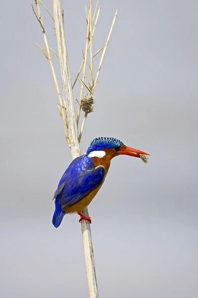 Malachite kingfisher (Alcedo cristata) with an insect in its beak