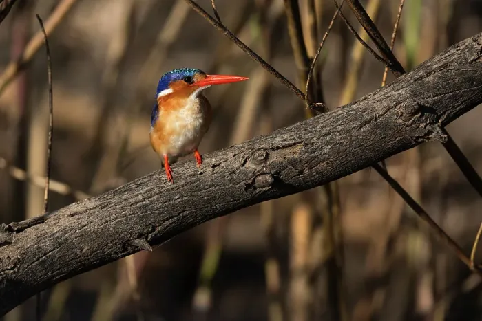 Framed Print : Malachite kingfisher (Corythornis cristatus), Chobe National Park, Botswana, Africa Framed Print : Malachite kingfisher (Corythornis cristatus), Chobe National Park, Botswana, Africa