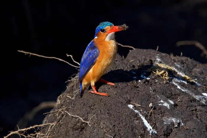 Framed Print : Malachite kingfisher, (Corythornis cristatus), after digging in mud, Chobe National Park, Botswana Framed Print : Malachite kingfisher, (Corythornis cristatus), after digging in mud, Chobe National Park, Botswana