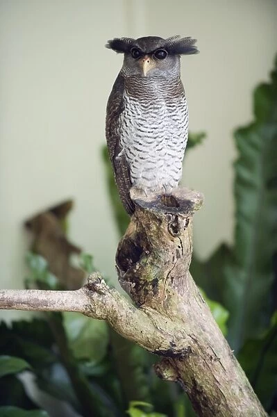 Malaysian eagle owl, KL Bird Park, Kuala Lumpur, Malaysia, Southeast Asia, Asia