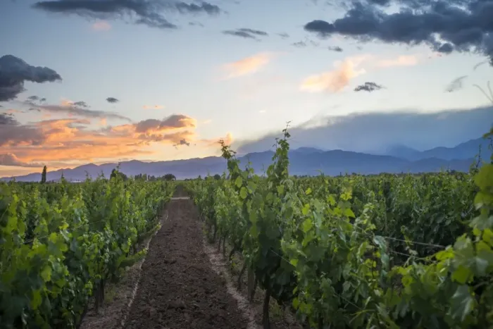 Framed Print : Malbec vineyards at the foot of the Andes in the Uco Valley near Mendoza, Argentina Framed Print : Malbec vineyards at the foot of the Andes in the Uco Valley near Mendoza, Argentina