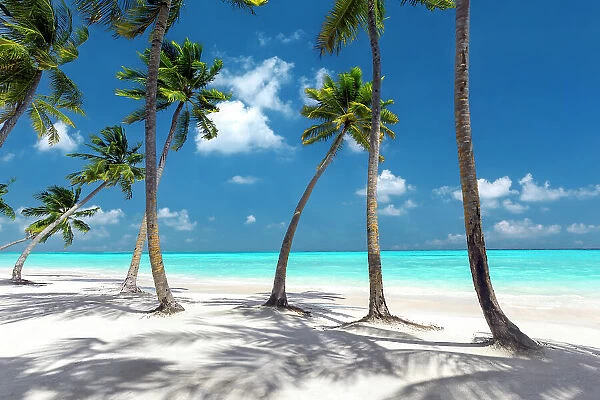 Maldives beach, palm trees on white sandy beach, The Maldives, Indian Ocean, Asia