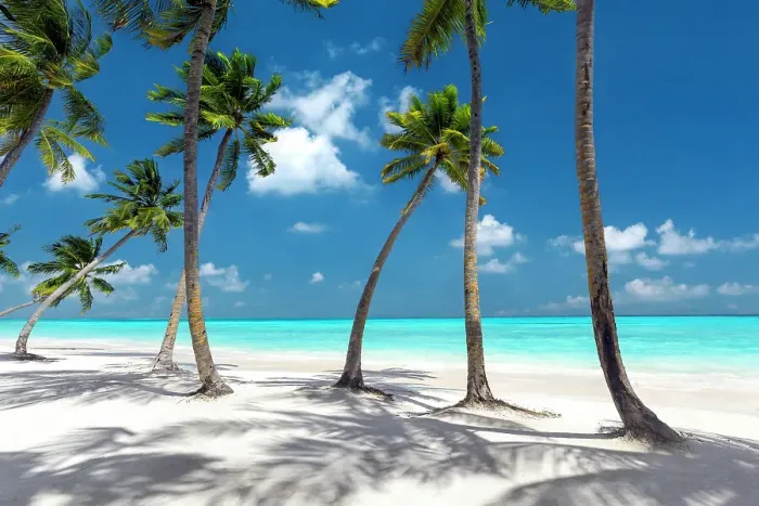 Framed Print : Maldives beach, palm trees on white sandy beach, The Maldives, Indian Ocean, Asia Framed Print : Maldives beach, palm trees on white sandy beach, The Maldives, Indian Ocean, Asia