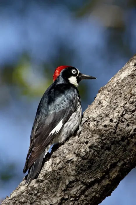 Framed Print : Male acorn woodpecker (Melanerpes formicivorus), Chiricahuas, Coronado National Forest Framed Print : Male acorn woodpecker (Melanerpes formicivorus), Chiricahuas, Coronado National Forest