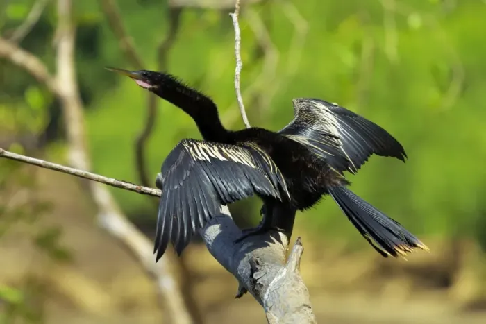 Framed Print : Male Anhinga (aka Snakebird) a swimming bird of the Darter family, on the Nosara River, Nosara, Guanacaste Province, Costa Rica, Central America Framed Print : Male Anhinga (aka Snakebird) a swimming bird of the Darter family, on the Nosara River, Nosara, Guanacaste Province, Costa Rica, Central America