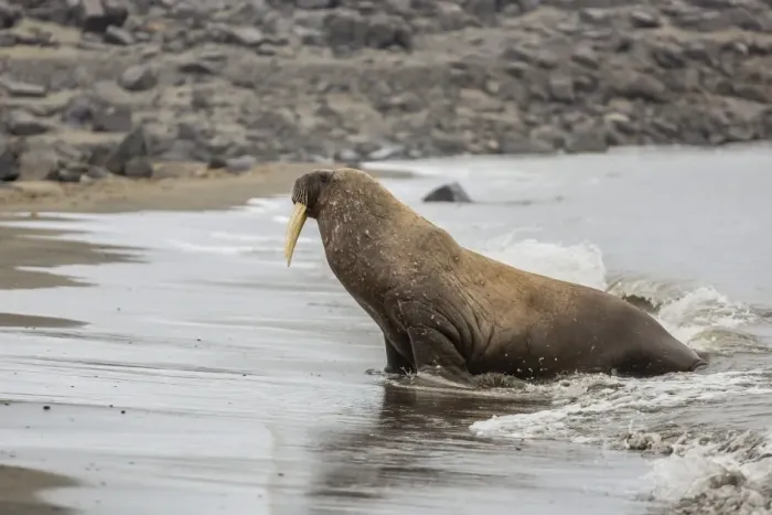 Framed Print : Male Atlantic walrus (Odobenus rosmarus rosmarus) hauled out to molt at Kapp Lee, Edgeoya, Svalbard, Norway, Scandinavia, Europe
