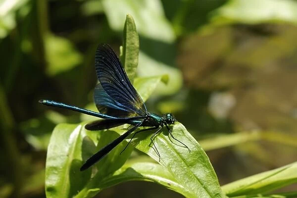 Male banded demoiselle damselfly (Calopteryx splendens) preparing to take off from a riverside plant, Wiltshire, England, United Kingdom, Europe