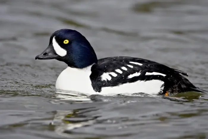 Framed Print : Male Barrows goldeneye (Bucephala islandica), Manning Provincial Park Framed Print : Male Barrows goldeneye (Bucephala islandica), Manning Provincial Park