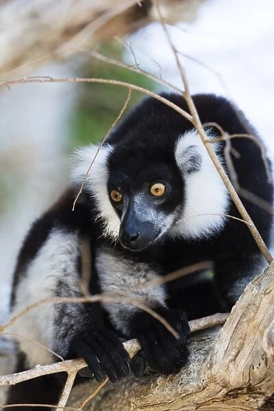 Male black-and-white ruffed lemur (Varecia variegata), Nosy Iranja, northern area
