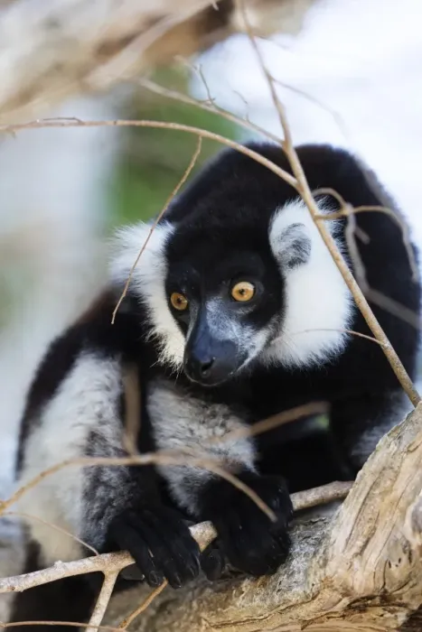 Framed Print : Male black-and-white ruffed lemur (Varecia variegata), Nosy Iranja, northern area Framed Print : Male black-and-white ruffed lemur (Varecia variegata), Nosy Iranja, northern area