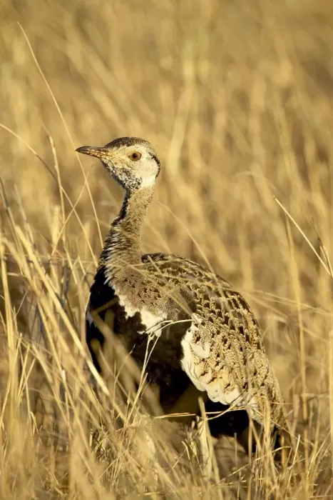 Framed Print : Male black-bellied bustard Framed Print : Male black-bellied bustard