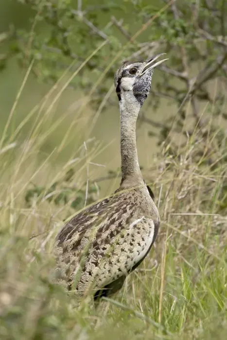 Framed Print : Male black-bellied bustard (black-bellied korhaa) (Eupodotis melanogaster) calling Framed Print : Male black-bellied bustard (black-bellied korhaa) (Eupodotis melanogaster) calling