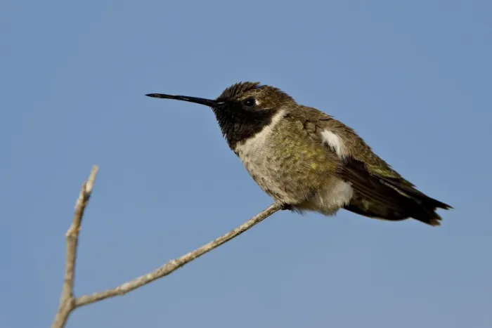 Framed Print : Male black-chinned hummingbird (Archilochus alexandri), Sweetwater Wetlands Framed Print : Male black-chinned hummingbird (Archilochus alexandri), Sweetwater Wetlands