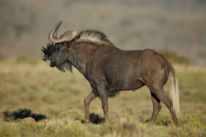 Framed Print : Male black wildebeest (white-tailed gnu (Connochaetes gnou) calling, Mountain Zebra National Park, South Africa, Africa Framed Print : Male black wildebeest (white-tailed gnu (Connochaetes gnou) calling, Mountain Zebra National Park, South Africa, Africa