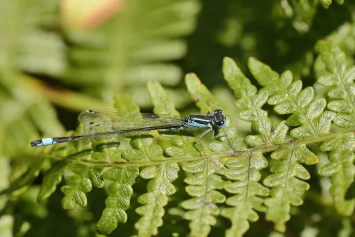 Framed Print : Male blue-tailed damselfly (Ischnura elegans) resting on a bracken frond, Studland Heath