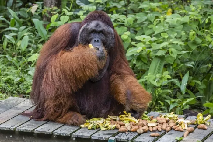 Framed Print : Male Bornean orangutan (Pongo pygmaeus) with full cheek pads, Semenggoh Rehabilitation Center Framed Print : Male Bornean orangutan (Pongo pygmaeus) with full cheek pads, Semenggoh Rehabilitation Center
