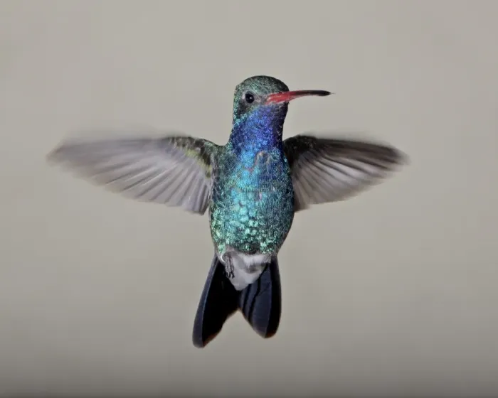 Framed Print : Male broad-billed hummingbird (Cynanthus latirostris) in flight, Madera Canyon Framed Print : Male broad-billed hummingbird (Cynanthus latirostris) in flight, Madera Canyon