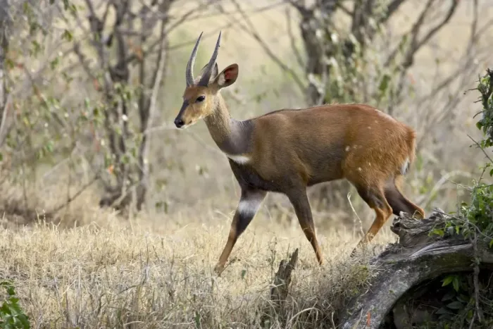 Framed Print : Male bushbuck (Tragelaphus scriptus) Framed Print : Male bushbuck (Tragelaphus scriptus)