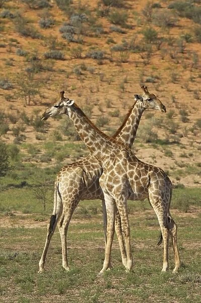 Two male Cape giraffe (Giraffa camelopardalis giraffa) fighting