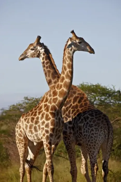 Framed Print : Two male Cape giraffe (Giraffa camelopardalis giraffa), Imfolozi Game Reserve Framed Print : Two male Cape giraffe (Giraffa camelopardalis giraffa), Imfolozi Game Reserve
