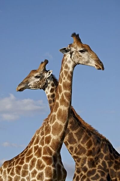 Two male Cape giraffe (Giraffa camelopardalis giraffa), Imfolozi Game Reserve