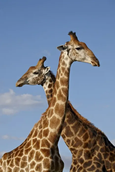 Framed Print : Two male Cape giraffe (Giraffa camelopardalis giraffa), Imfolozi Game Reserve Framed Print : Two male Cape giraffe (Giraffa camelopardalis giraffa), Imfolozi Game Reserve
