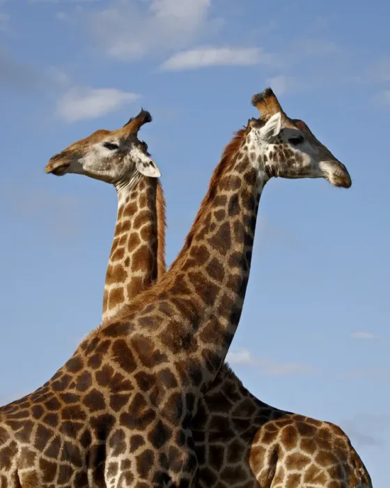 Framed Print : Two male Cape giraffe (Giraffa camelopardalis giraffa) fighting, Imfolozi Game Reserve Framed Print : Two male Cape giraffe (Giraffa camelopardalis giraffa) fighting, Imfolozi Game Reserve