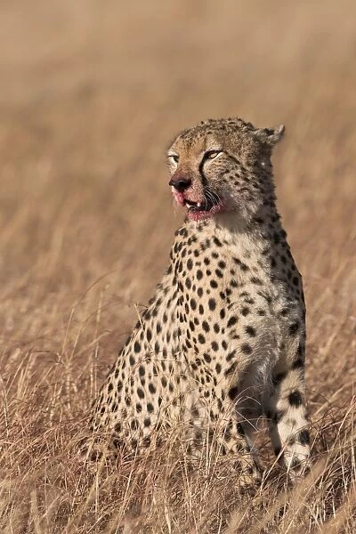 Male cheetah (Acinonyx jubatus), mouth stained with blood from feeding, Lemek Conservancy