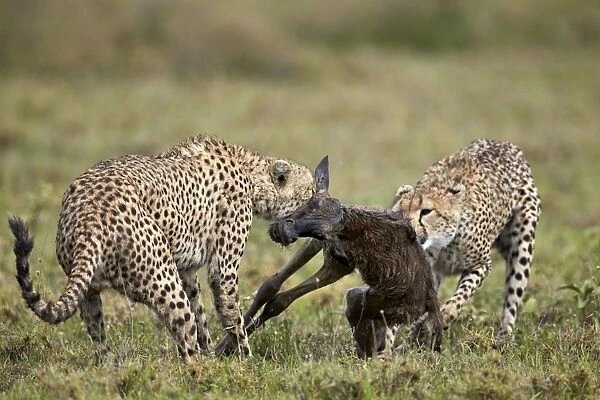 Two male cheetah (Acinonyx jubatus) killing a new born blue wildebeest (brindled gnu)