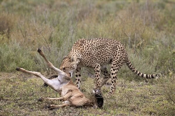 Male cheetah (Acinonyx jubatus) killing a newborn blue wildebeest (brindled gnu)