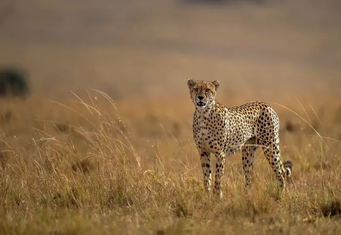 Framed Print : A male Cheetah (Acinonyx jubatus) in the Maasai Mara, Kenya, East Africa, Africa Framed Print : A male Cheetah (Acinonyx jubatus) in the Maasai Mara, Kenya, East Africa, Africa