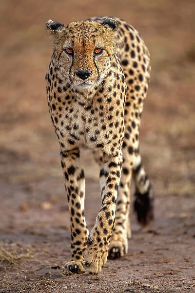 A male Cheetah (Acinonyx jubatus) in the Maasai Mara, Kenya, East Africa, Africa
