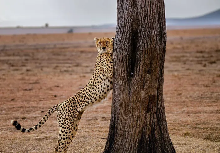 Framed Print : A male Cheetah (Acinonyx jubatus) stretching on a tree in the Maasai Mara, Kenya, East Africa, Africa Framed Print : A male Cheetah (Acinonyx jubatus) stretching on a tree in the Maasai Mara, Kenya, East Africa, Africa
