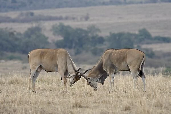 Two male common eland (Taurotragus oryx) sparring, Masai Mara National Reserve